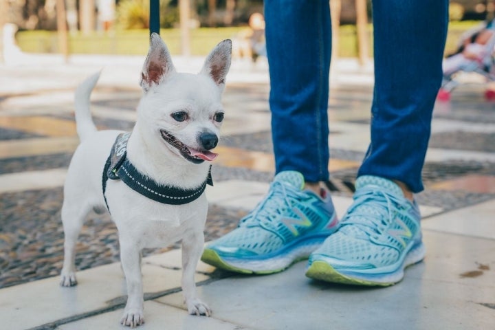 Wasabi es sordo pero entiende a su humana perfectamente.