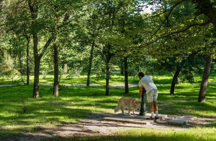 Ruta con perro por la Casa de Campo de Madrid