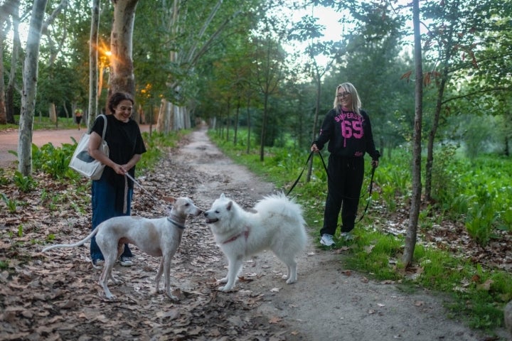 Ruta con perro por la Casa de Campo de Madrid