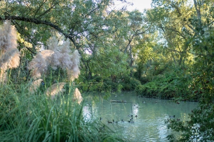 Ruta con perro por la Casa de Campo de Madrid