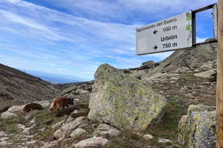 Laguna Negra perro