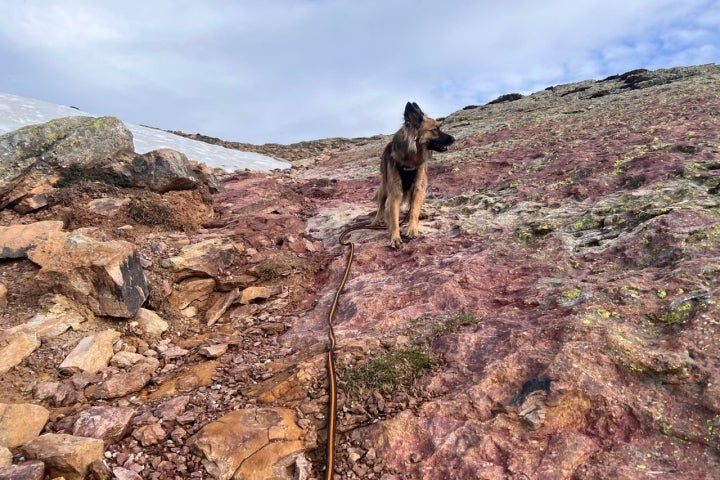 Ruta perro Picos de Urbión Soria Mari con correa