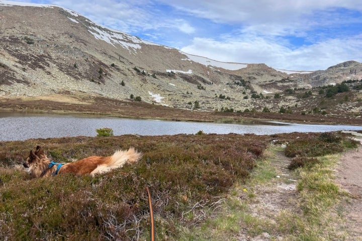 Laguna Negra perro