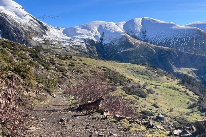 Ruta perro nieve