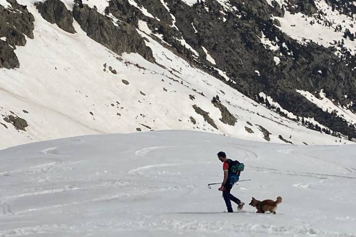 Ruta perro nieve