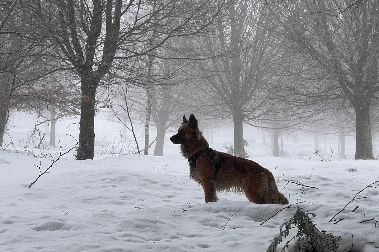 Cruzando la nieve pirenaica con tu mascota