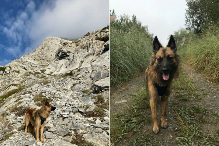Fotos de la perra Mari en la ruta de El Espigüete, en la Montaña Palentina.