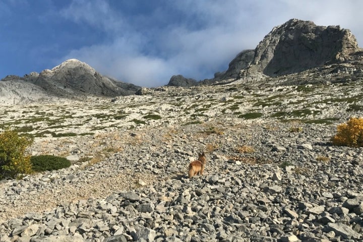 Pedrera de la cima del Espigüete