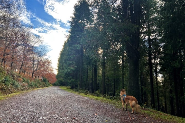 Subida al monte Anboto bosque