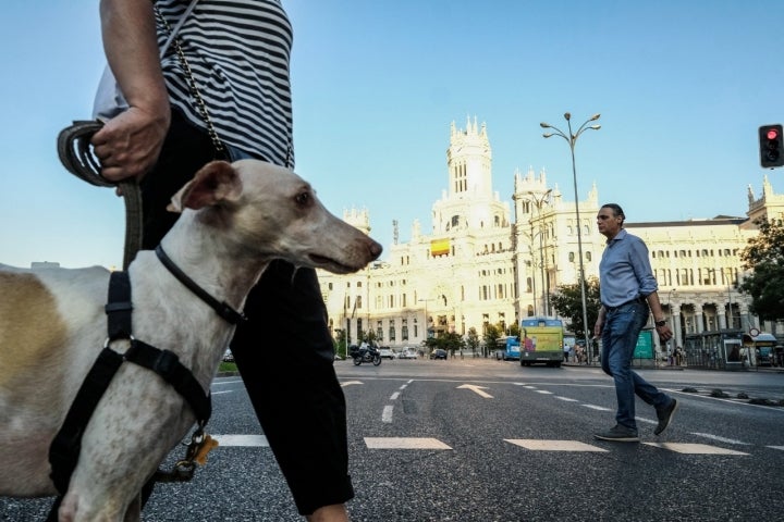 La asociación 'Rehabilitandog' organiza las rutas para ayudar a perros con problemas.