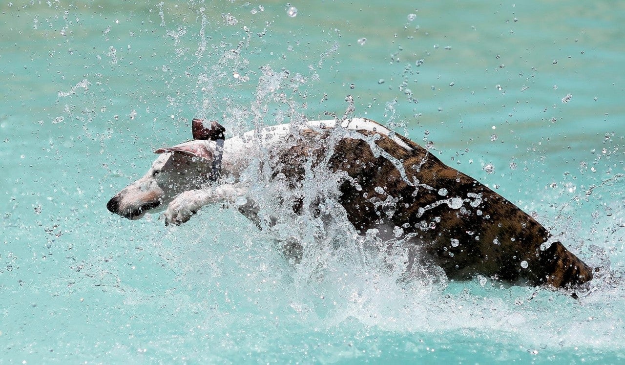 El verano canino perfecto