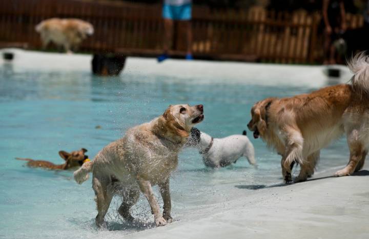 La piscina tiene una profundidad perfecta para las mascotas.