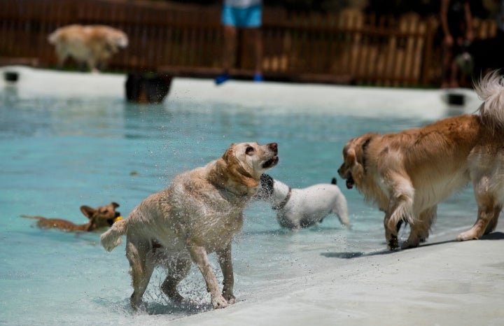 Piscinas para ir con perro, Guía Repsol