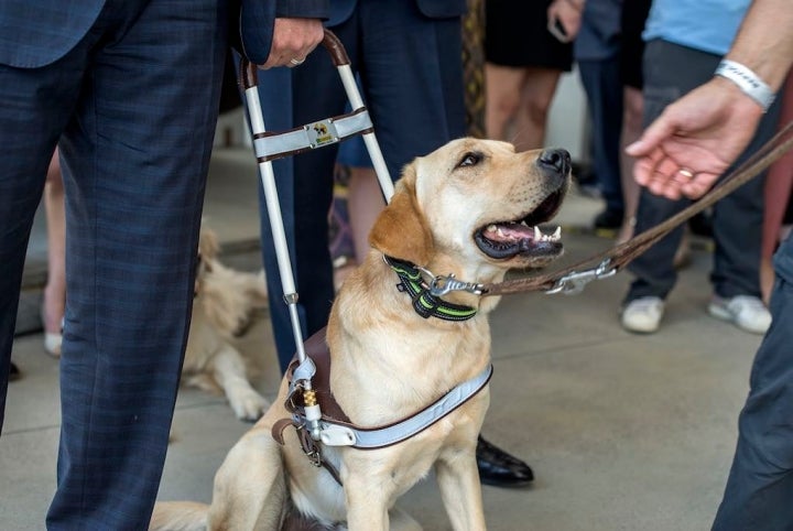 Un perro guía saluda discretamente sin moverse del lado de su compañero.