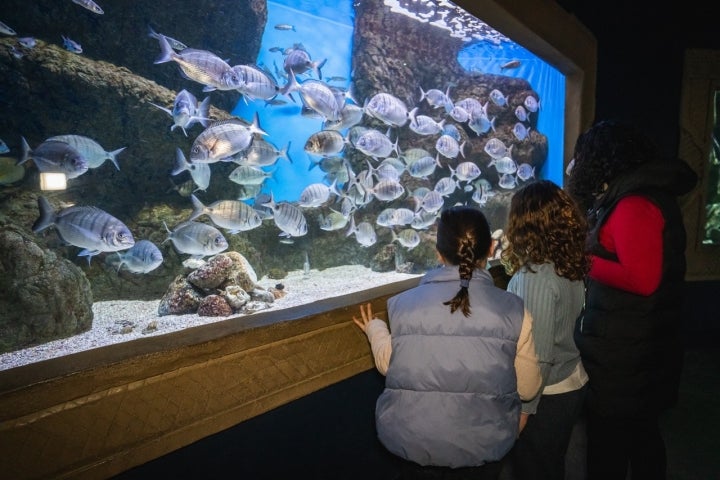 Acuario con peces