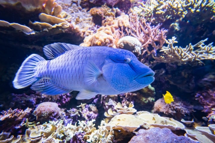 El acuario exhibe unas 400 especies marinas.