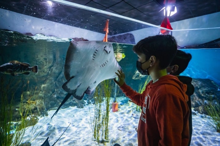 Rayas marinas en el acuario