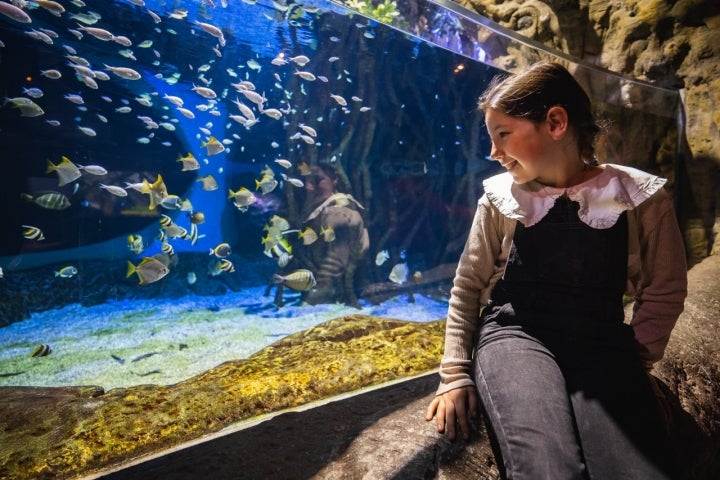 Niña viendo peces