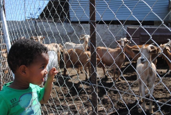 ¡Atención! Cabras y chivos a la vista.