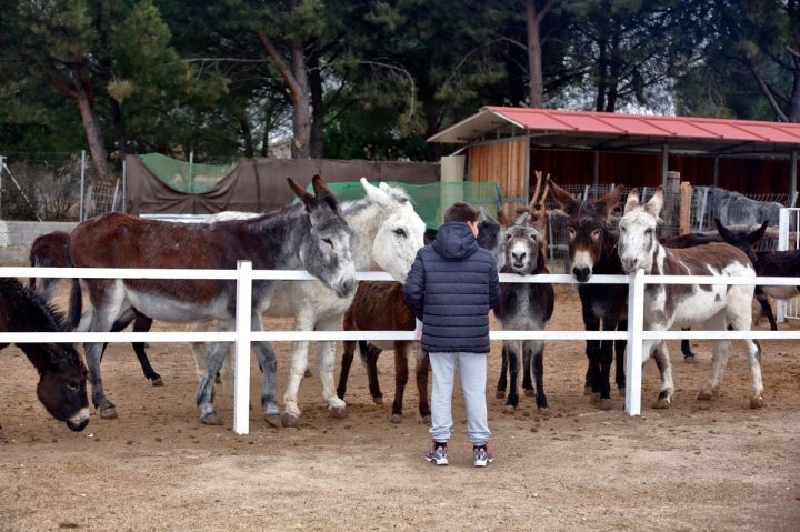 Aquí hay 44 burros deseosos de que vengas a saludarlos.