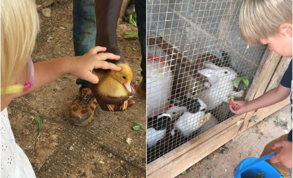 Tocar un patito casi recién salido del cascarón o unos conejitos, pura ternura.