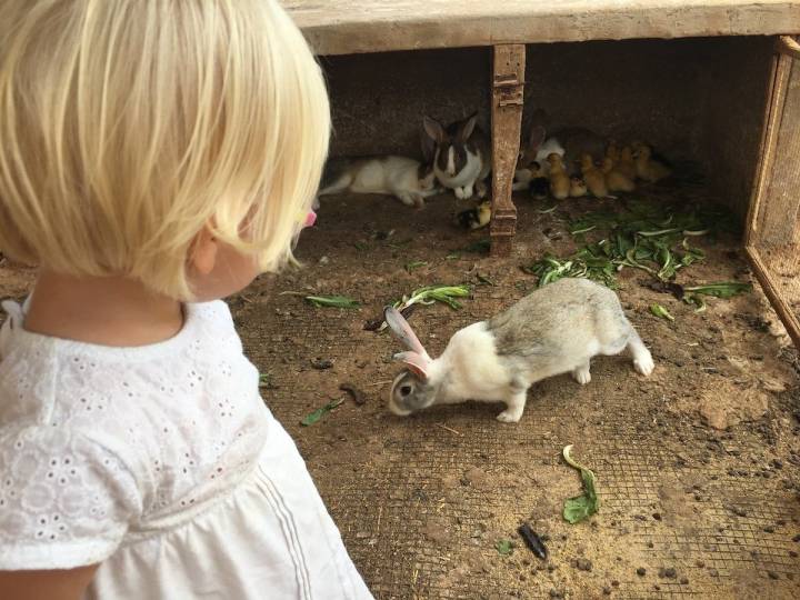 Los conejos encantados con quienes los alimentan.