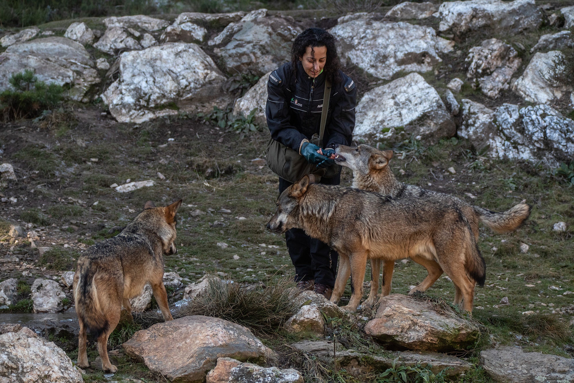 Visita al Centro del Lobo Ibérico Félix Rodríguez de la Fuente (Robledo ...