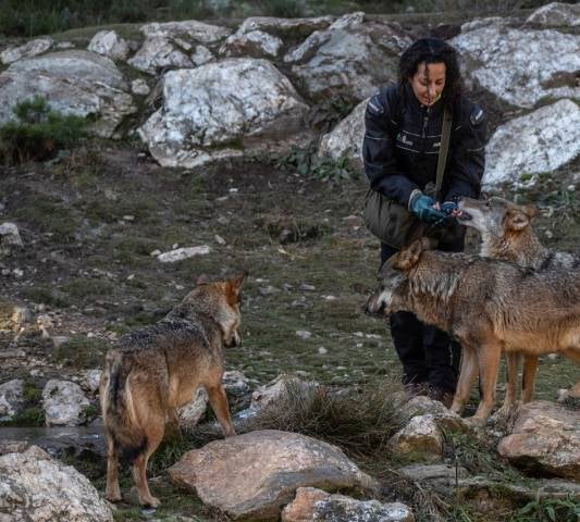 Los lobos junto a Esther Marqués, del equipo de manejo.
