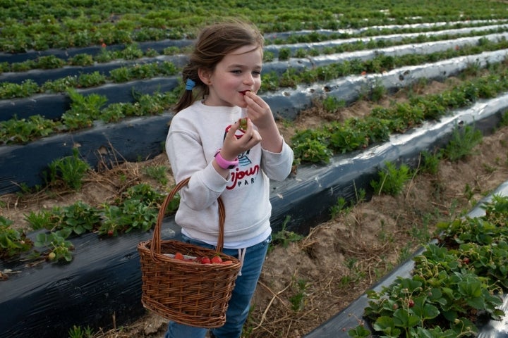 Las fresas están tan ricas, que se comen como chuches.