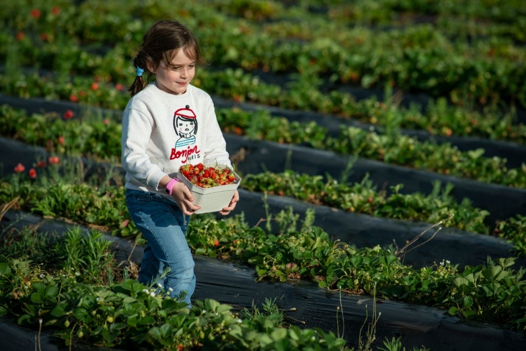 Fresas que saben a chuches