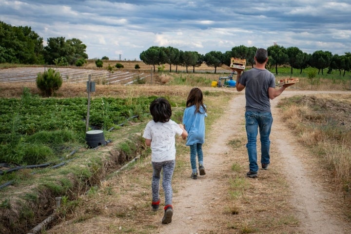 Hay familias que vienen todos los años a recolectar sus propias fresas.