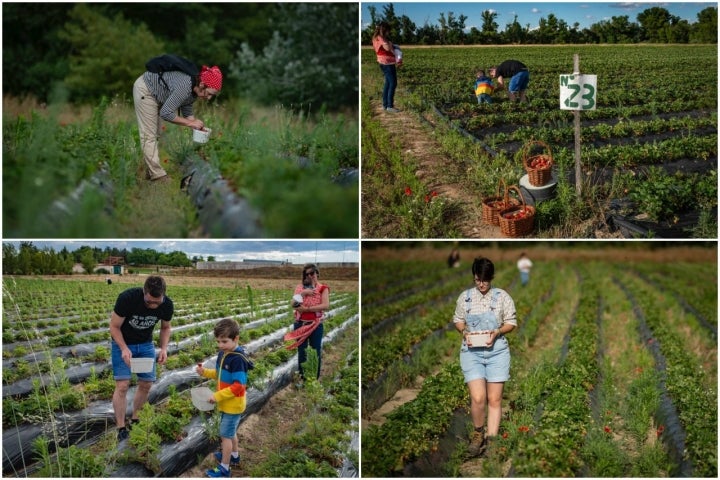 En esta finca ecológica, puedes coger hasta 7 tipos diferentes de fresas y llevártelas a casa.