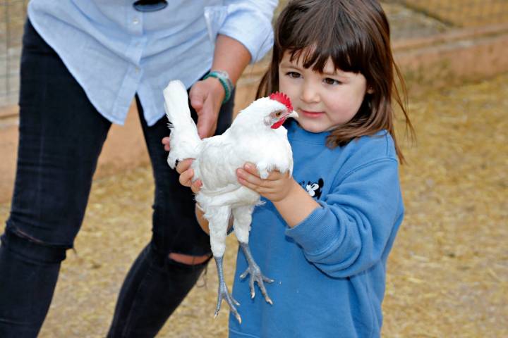 Sostener una gallina, todo un reto para niños urbanitas.