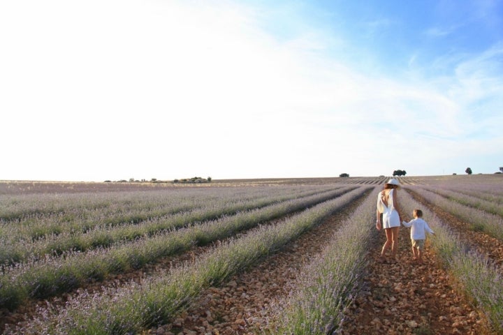 Campos de lavanda Brihuega (Guadalajara): camino por los campos