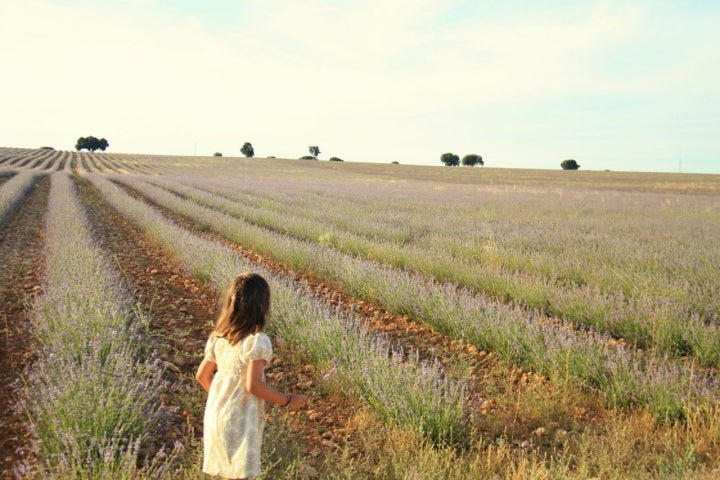 Campos de lavanda Brihuega (Guadalajara): niña