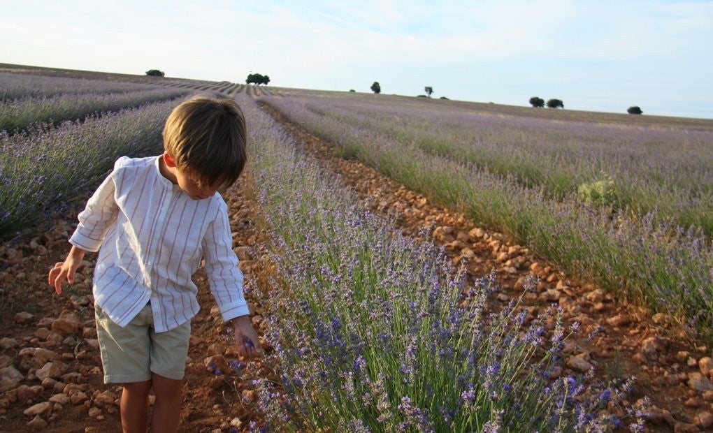 Jugando entre campos de lavanda Jugando entre campos de lavanda
