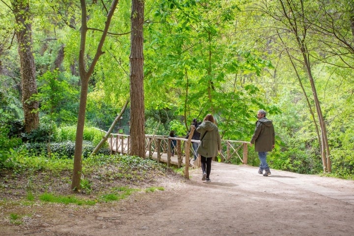 Todos los senderos están abrigados con la vegetación del bosque.