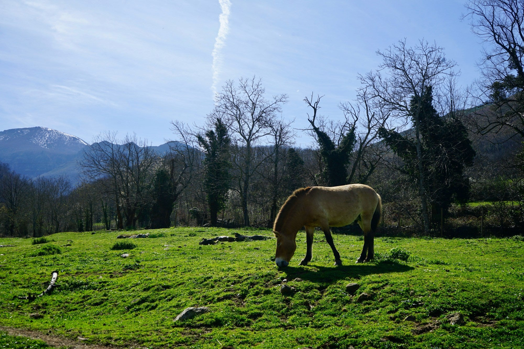 Ejemplar de caballo Przewalski en el Parque de la Prehistoria de Teverga (Asturias)