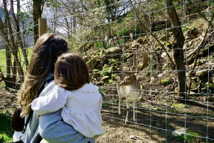 Un gamo en el Parque de la Prehistoria de Teverga (Asturias)