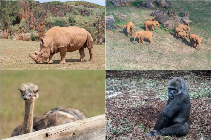 Animales del Parque de Cabárceno (Cantabria).