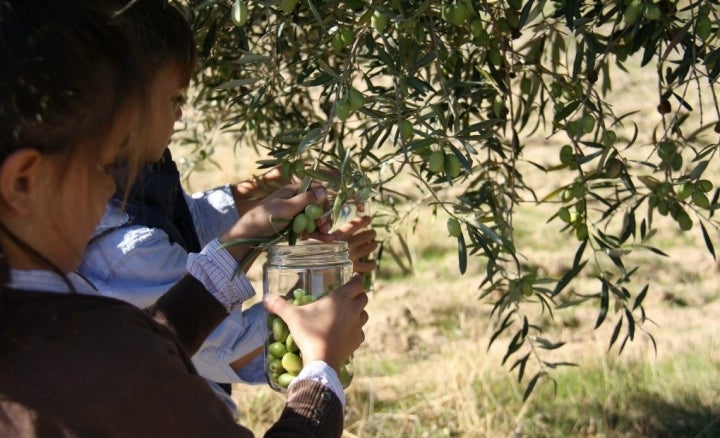 Recogiendo aceitunas con los más peques.