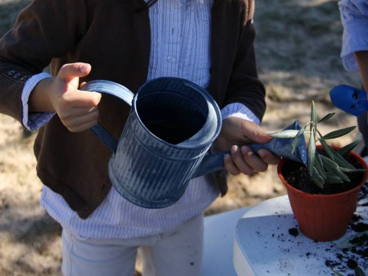 ¡Ya sabemos plantar un olivo! Foto: J.S.