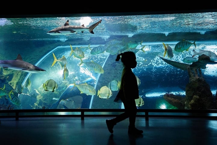 El Biodomo del Parque de las Ciencias acoge gran variedad de especies marinas.