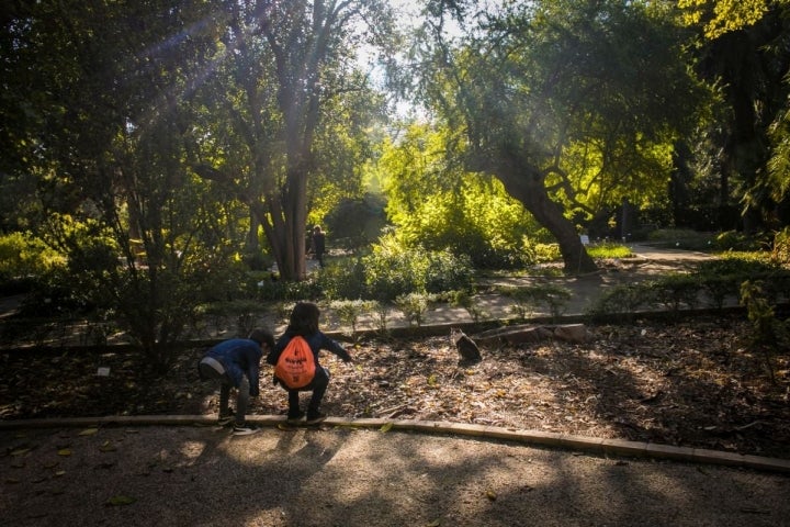 Los gatos, acostumbrados a la visita de los niños.