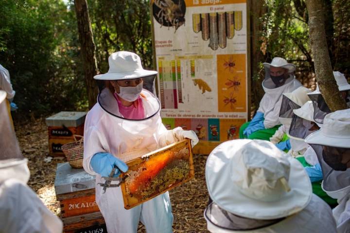 apicultora explicando rancho cortesano