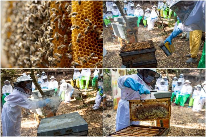 apicultores rancho cortesano