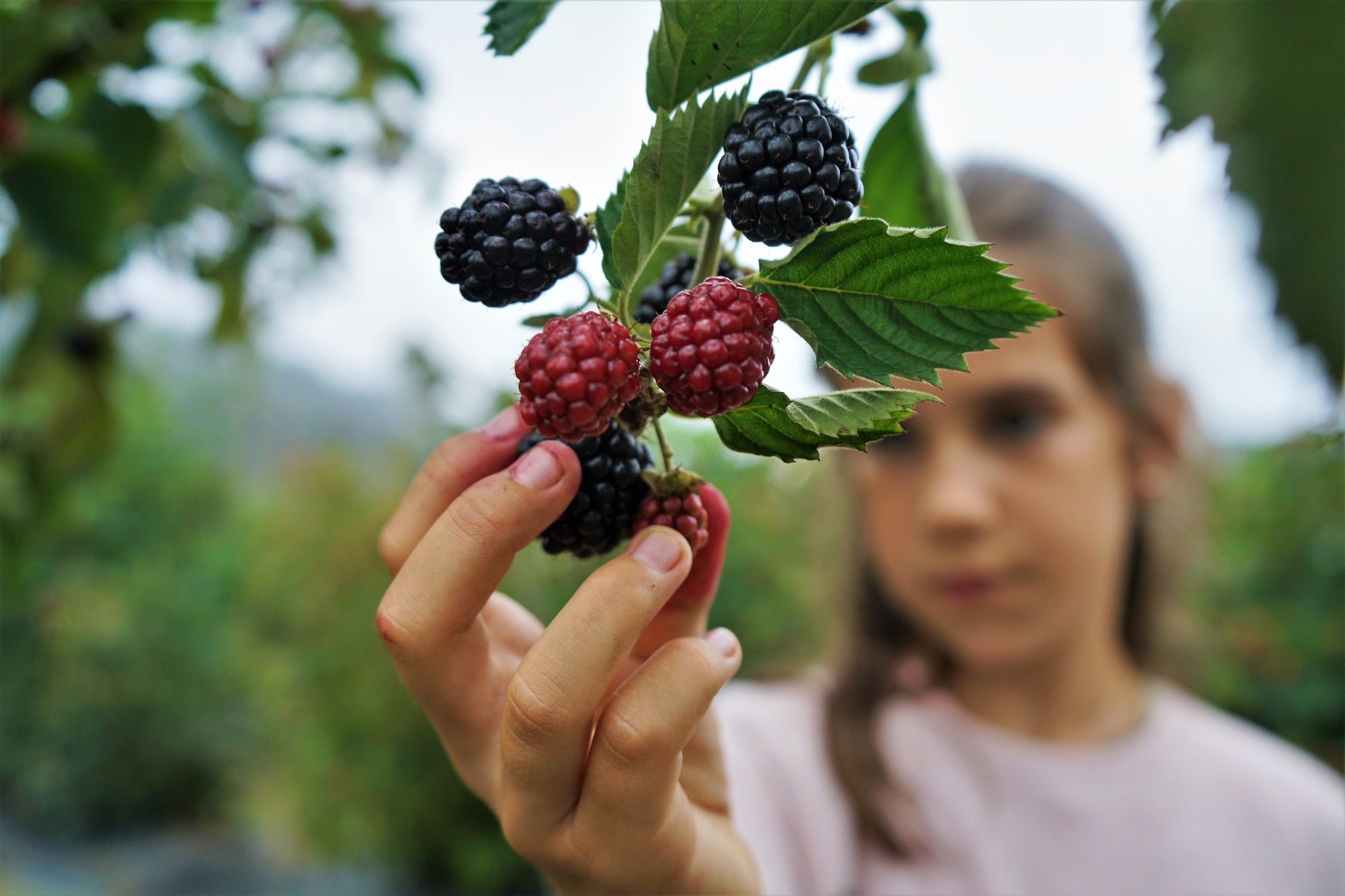 Un supermercado frutal al aire libre