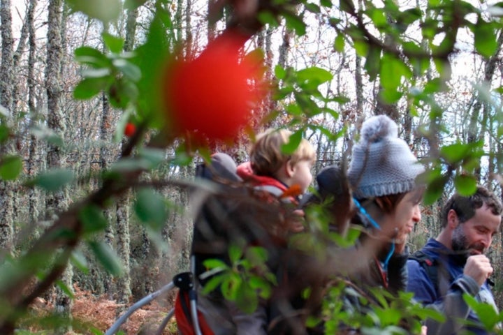 Madroños en los caminos de los bosques de Las Batuecas.