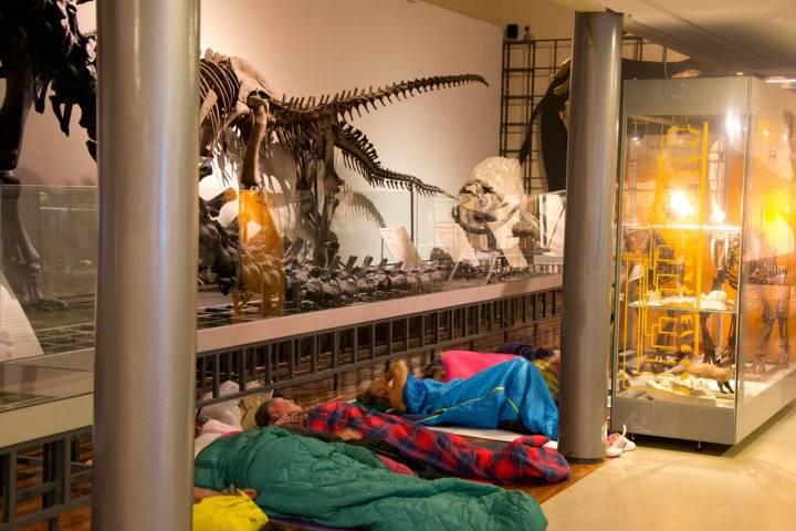 Llega la hora de intentar dormir, aunque sea rodeados de dinosaurios. Foto: Museo Ciencias Naturales