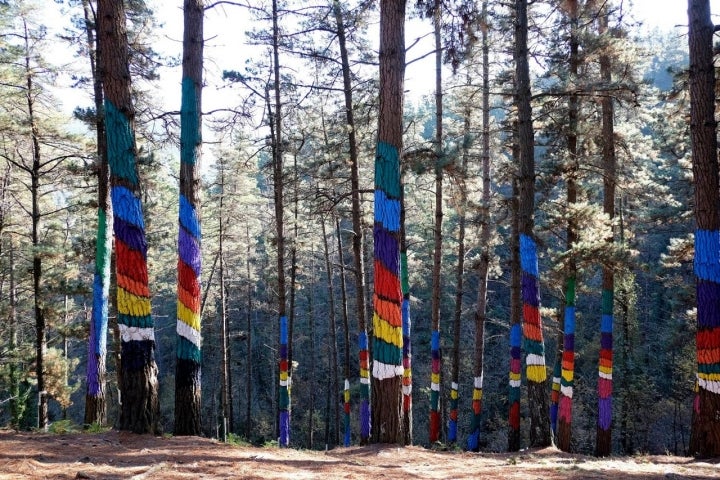 El 36 % del suelo de España es bosque pero casi ninguno cuenta con tal intervención artística.